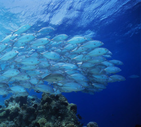 魚油和魚肝油，區(qū)別有多大？