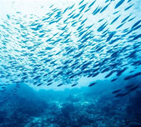 藻油DHA和魚油DHA有區(qū)別嗎？這篇文章告訴了答案